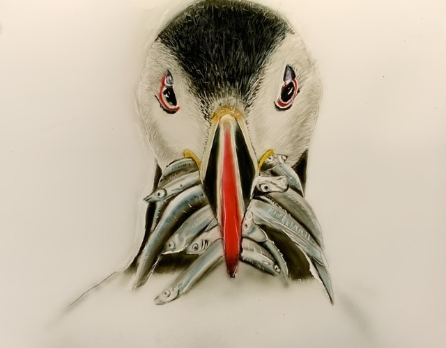 puffin