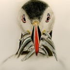 puffin